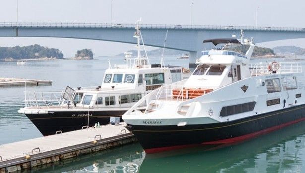 イルカウォッチング