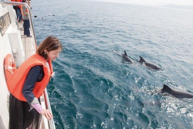 イルカウォッチング