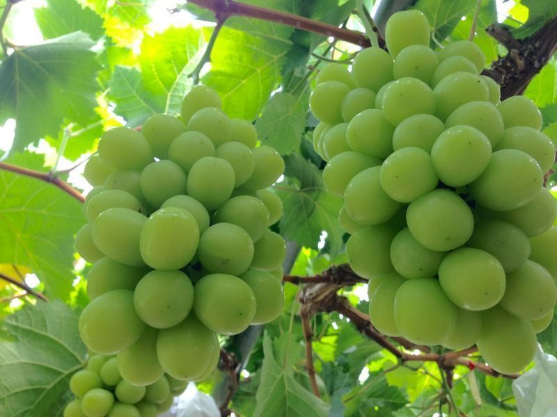 木になるシャインマスカット
