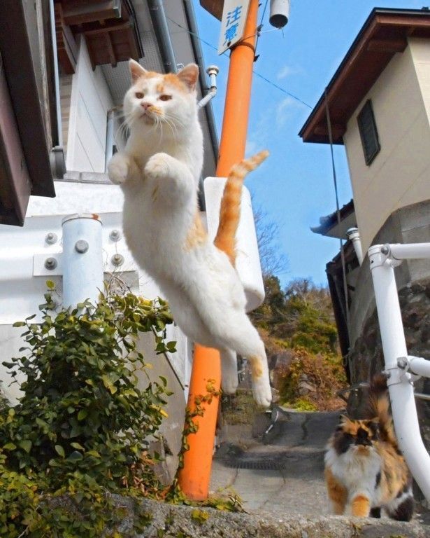 猫島