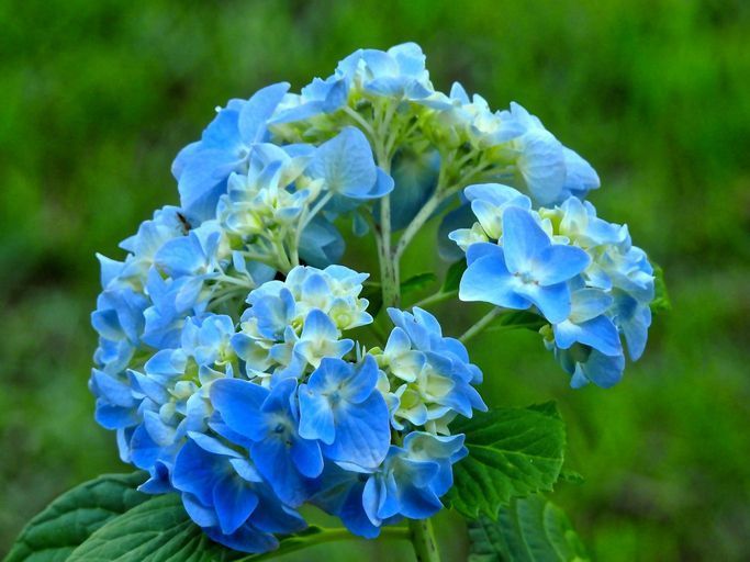 専門家が解説 アジサイの種類と育て方 好みの花色に変える方法とは Mymo マイモ 専門家が解説 アジサイの種類と育て方 好みの花色に変える方法とは Mymo マイモ
