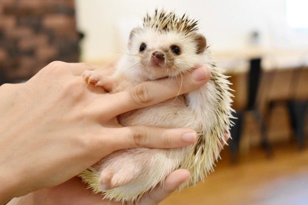 ハリネズミカフェ「sumoa」