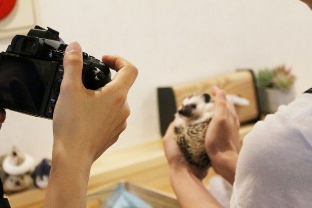 ハリネズミカフェ「sumoa」