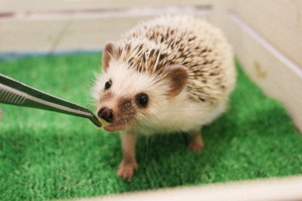 ハリネズミカフェ「sumoa」