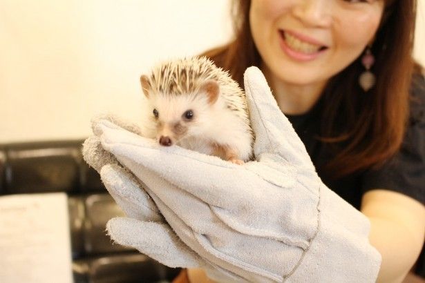 ハリネズミカフェ「sumoa」