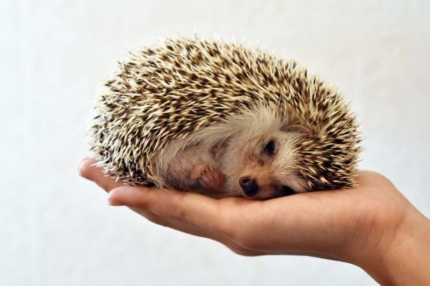 ハリネズミカフェ「sumoa」