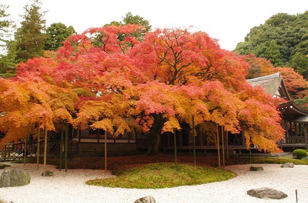 雷山千如寺大悲王院